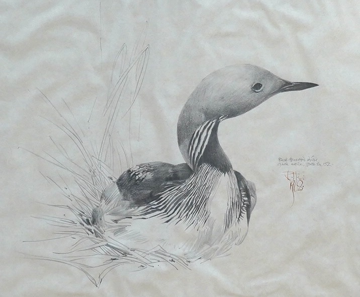 Raymond Harris Ching (New Zealand b.1939), pencil study of a black throated diver, 32.5x39cm. Condition- good